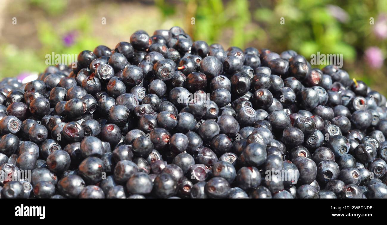 Un primo piano di bacche nere mature di vaccinium myrtillus, mirtillo europeo o mirtillo comune ricco di antiossidanti e vitamina C. Foto Stock