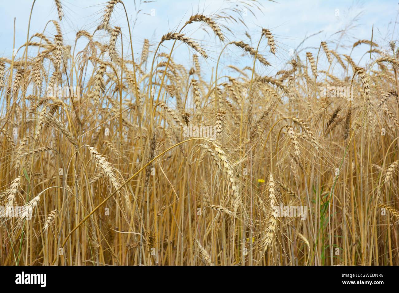 Campo di segale maturo con spikelets di segale giallo dorato. Coltivazione di grano e segale. Campo agricolo di segale. Foto Stock