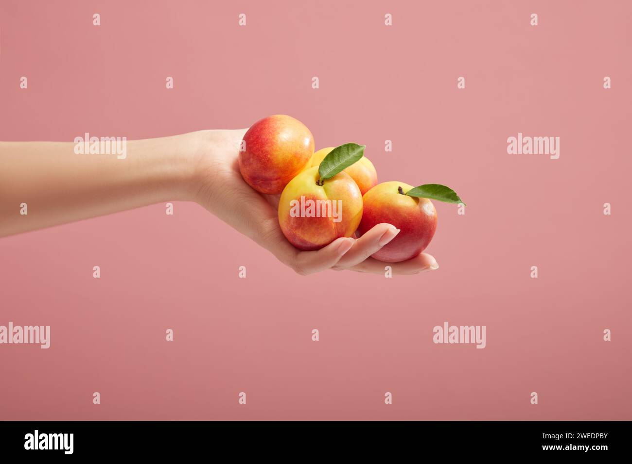 Scena minima per la pubblicità con Peach. La mano femminile tiene delle pesche fresche su uno sfondo rosa. Frutti di pesca, semi, foglie e linfa possono tutti b Foto Stock