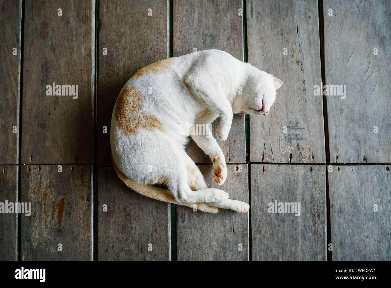 Il gatto dorme in una posizione scomoda. Un gatto divertente giace su una coperta bianca. Un gatto ha spinto le zampe alla sua museruola. Foto Stock