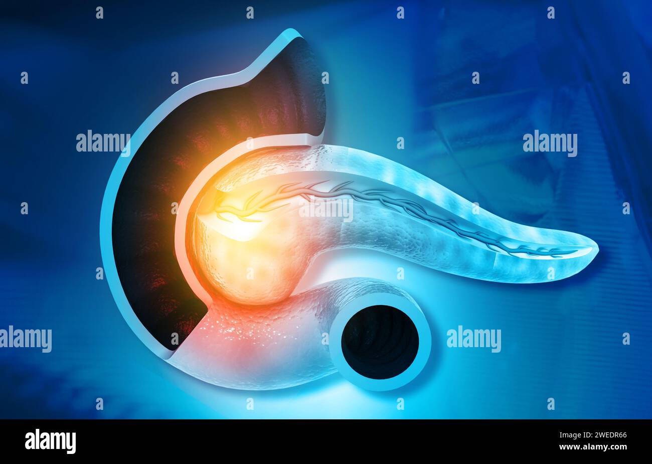 Anatomia del pancreas su sfondo scientifico. illustrazione 3d. Foto Stock
