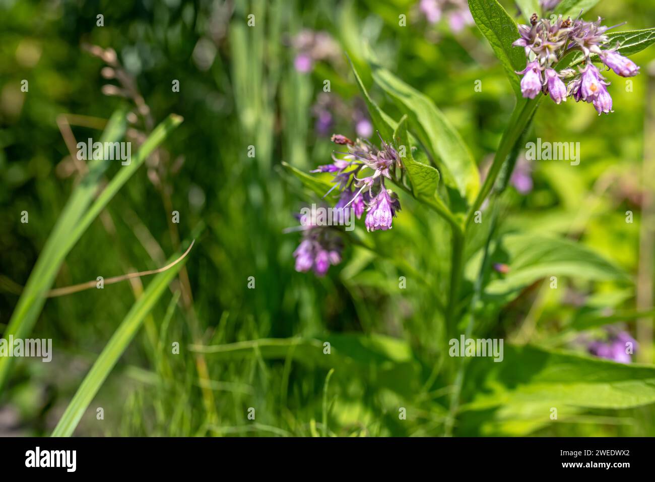 Symphytum officinale, comunemente noto come comfrey. Raccolti per le sue proprietà medicinali. herb è venerata per le sue qualità antinfiammatorie. guarigione Foto Stock