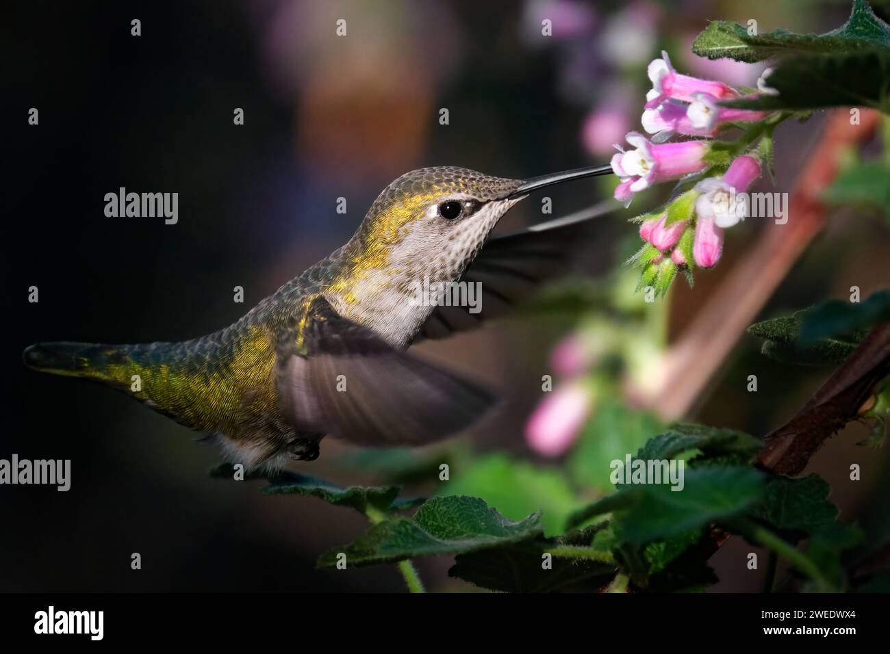 Un primo piano di un bellissimo colibrì in volo che raccoglie nettare dai fiori Foto Stock