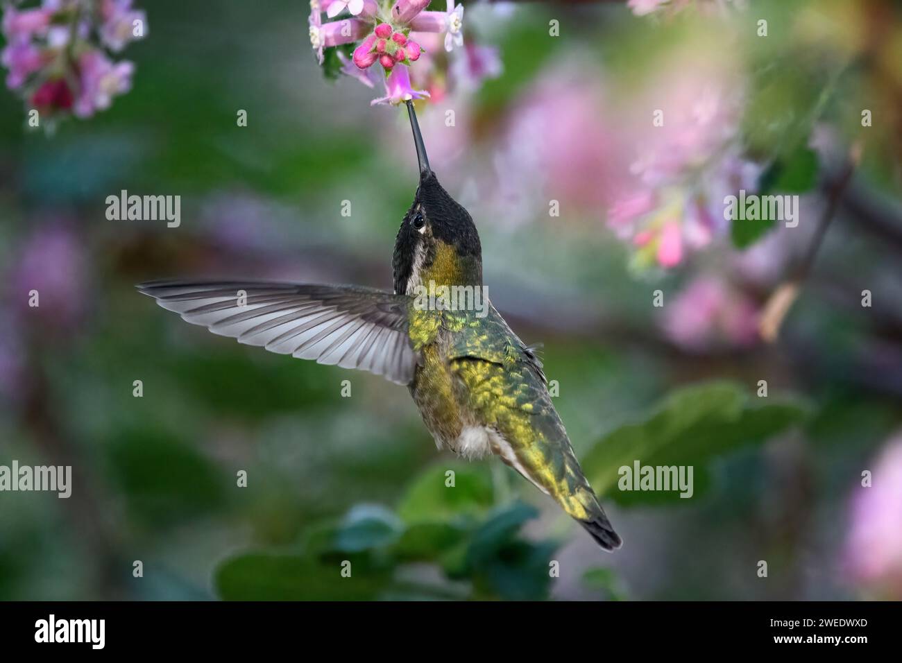 Un primo piano di un bellissimo colibrì in volo che raccoglie nettare dai fiori Foto Stock