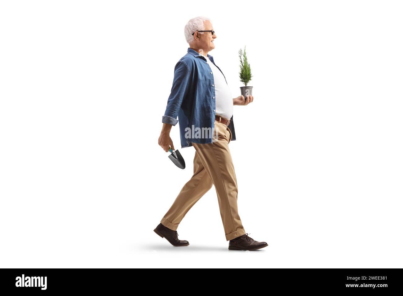 Foto a profilo completo di un uomo maturo che tiene in mano un piccolo albero sempreverde in un vaso e cammina isolato su sfondo bianco Foto Stock