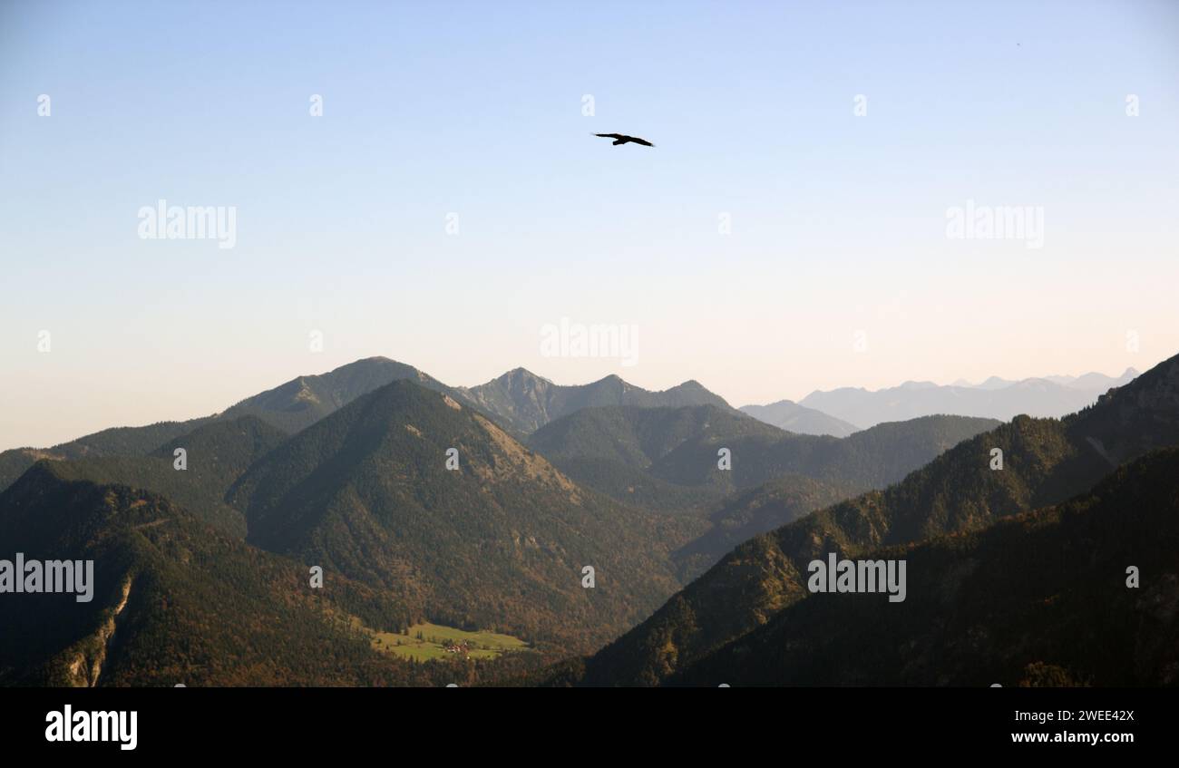 Uccello in un cielo selvaggio. Foto Stock