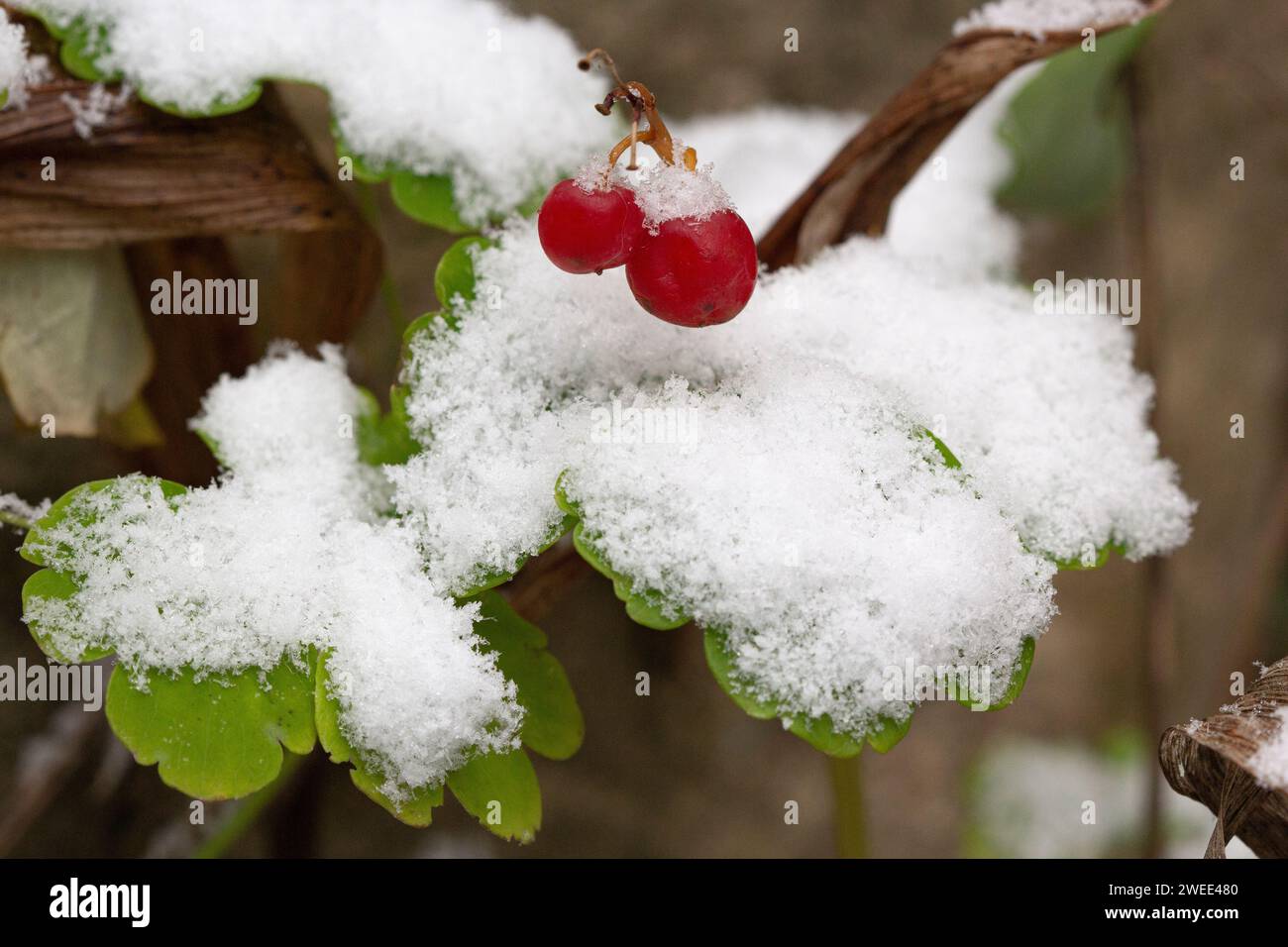 Bacche rosse con prima neve Foto Stock