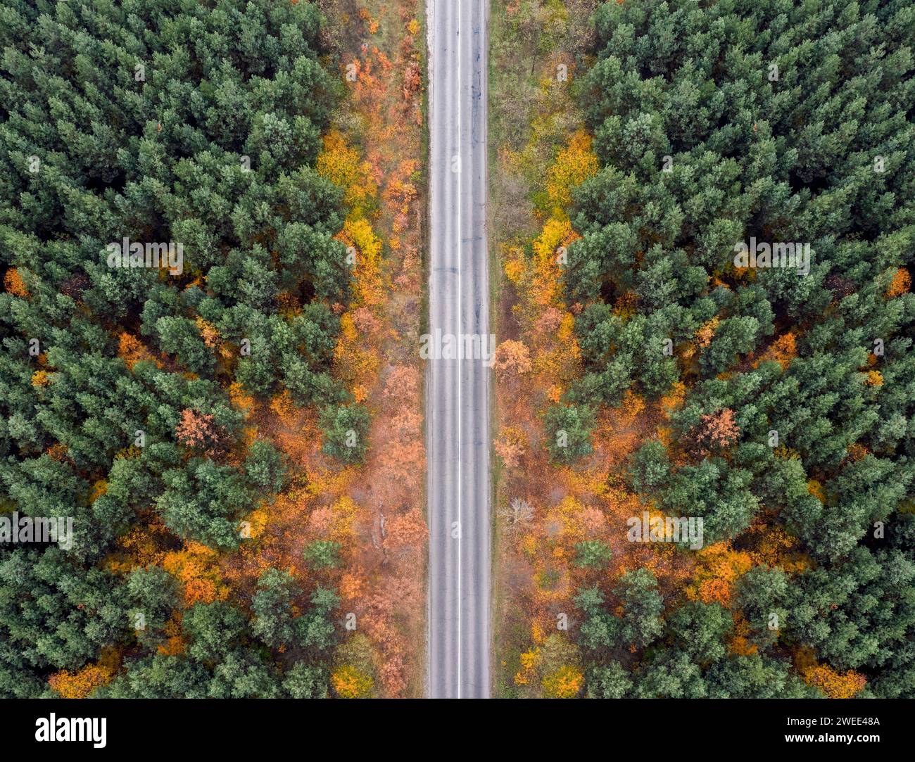 Strada di campagna vuota nella foresta autunnale da una vista a volo d'uccello. Foto Stock