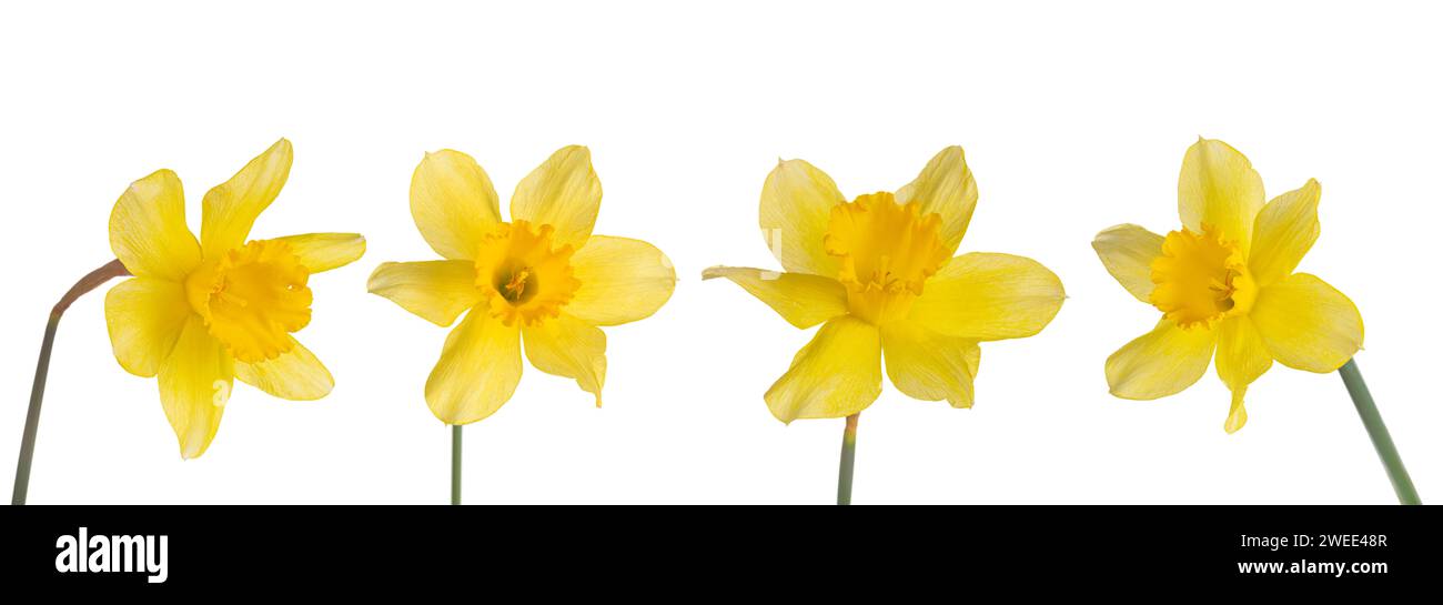 Set, raccolta di singoli fiori gialli narcisi isolati su sfondo bianco. Fioritura primaverile di Jonquil, campane pasquali, fioritura di narciso Foto Stock