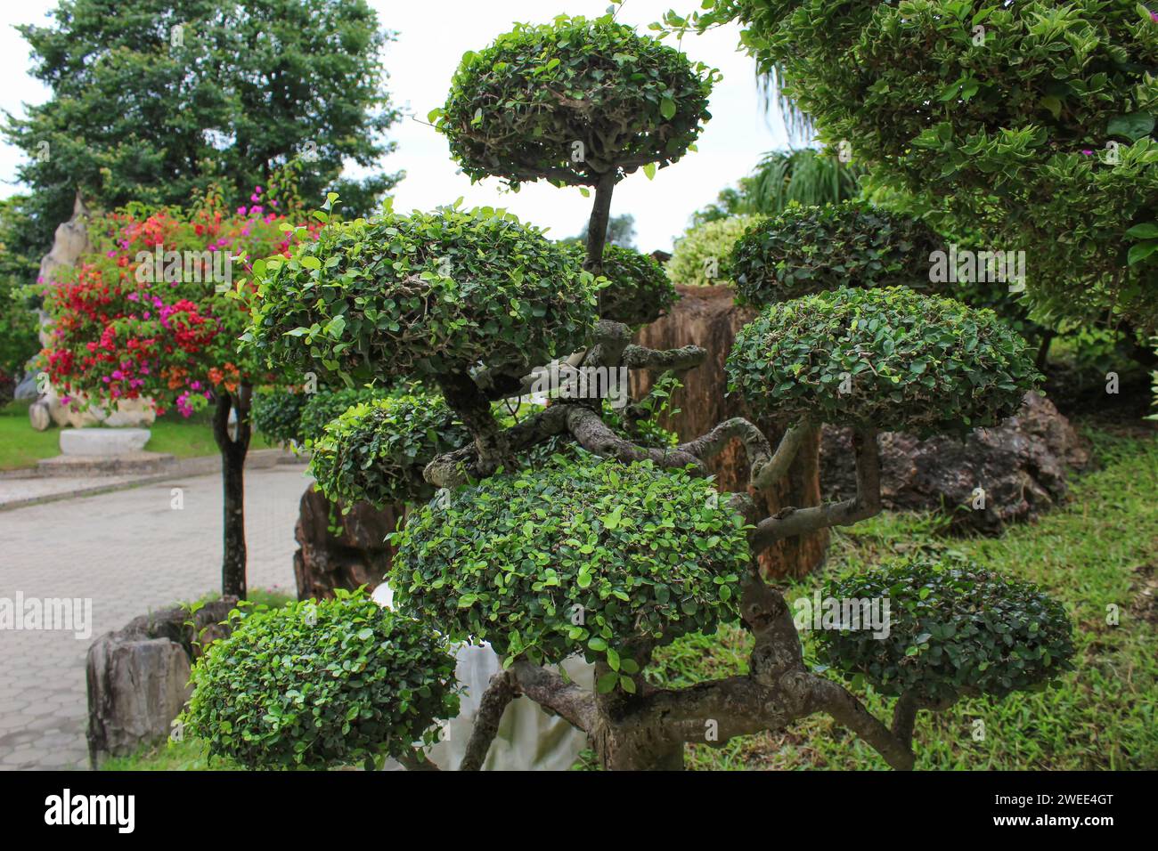Albero decorativo potato con cespugli a forma di sfera. Foto Stock