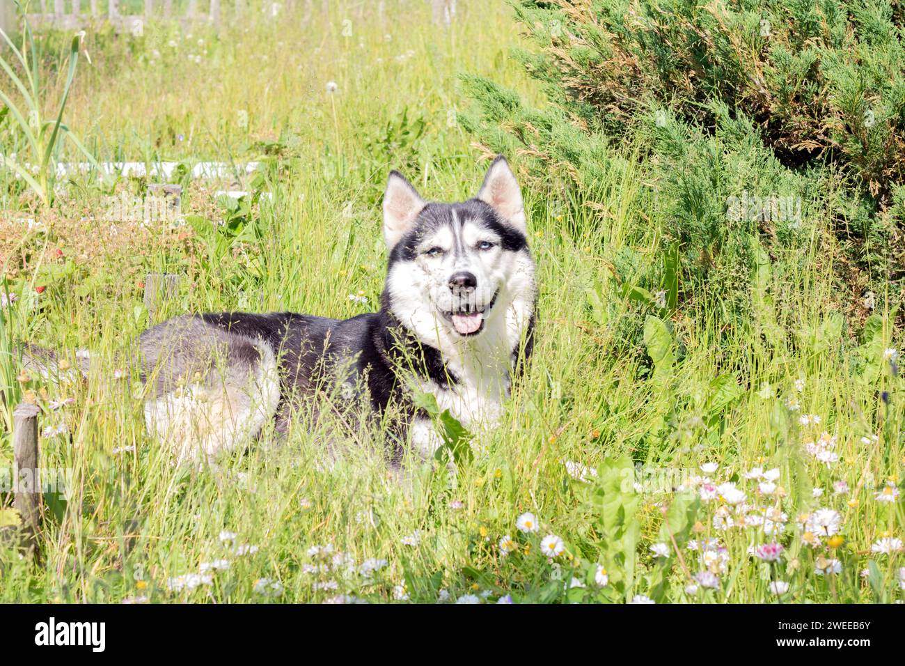 Animale domestico, amico, husky siberiano, animale, razza, luce del sole, cane, guardare, all'aperto, mammifero, carino, natura, canino, fotografia, domestico, pelliccia, husky, erba, p Foto Stock