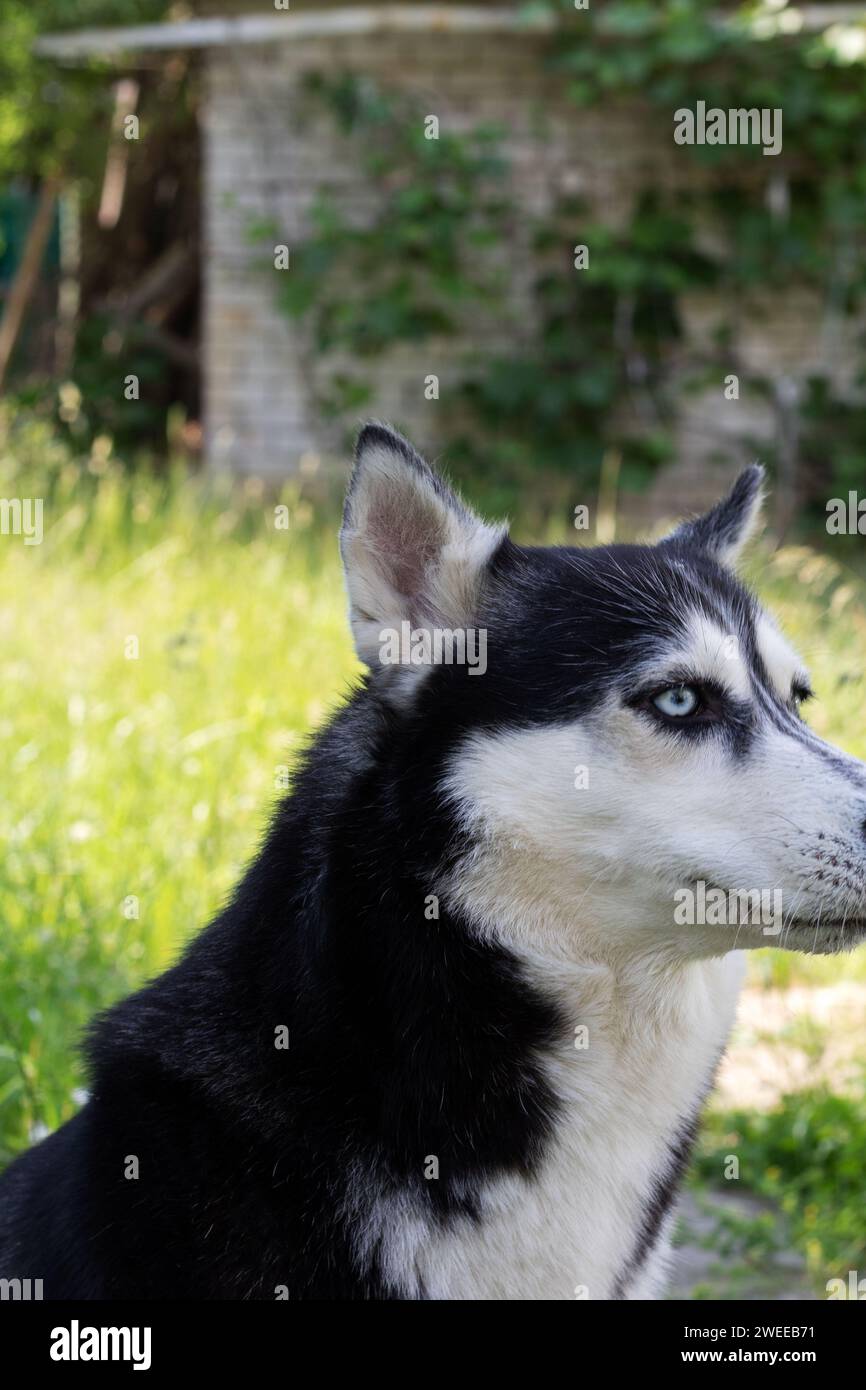 Purosangue, siberiano, bello, selvaggio, giovane, verde, parco, viso, cane, occhio, cane da slitta, foresta, Alaska, razza, estate, amico, niente gente, pedigree, fot Foto Stock