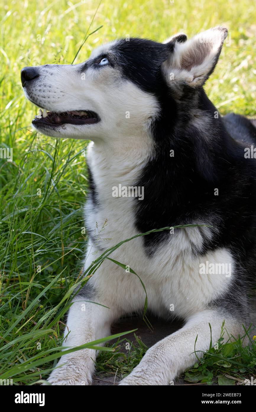 Ritratto di un purosangue Husky siberiano sull'erba. Il volto espressivo del cane, catturato mentre guarda, incarna l'essenza di questa amata razza. A l Foto Stock