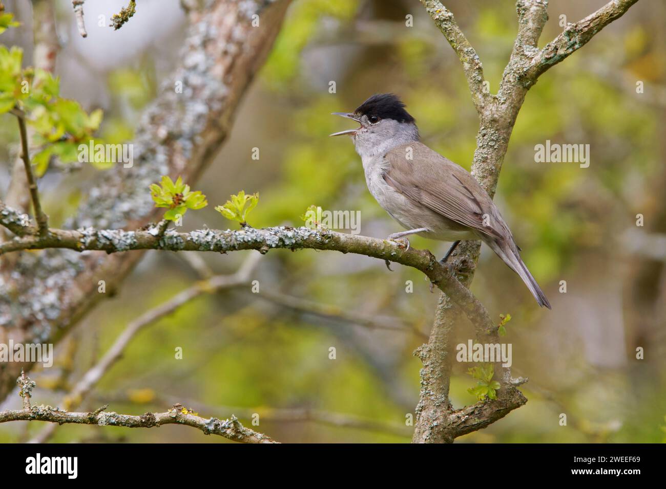Blackcap canta maschile nel bosco primaverile Sylvia atricapilla Essex, UK BI036170 Foto Stock