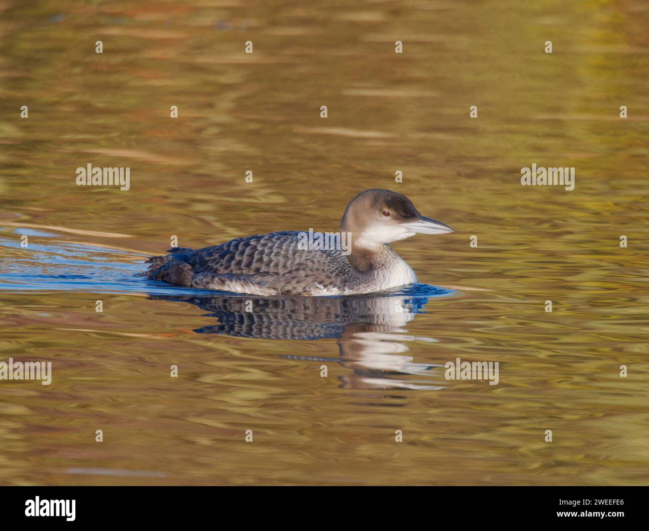Great Northern Diver - plumage invernale Gavia immer Essex, UK BI039215 Foto Stock