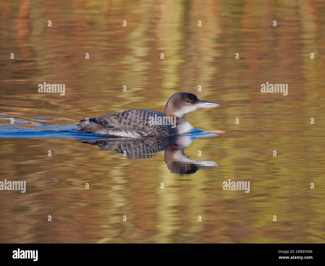 Great Northern Diver - plumage invernale Gavia immer Essex, UK BI039225 Foto Stock