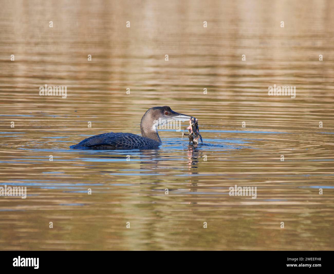 Great Northern Diver - dare da mangiare a un uccello Gavia immer Essex, UK BI039244 Foto Stock