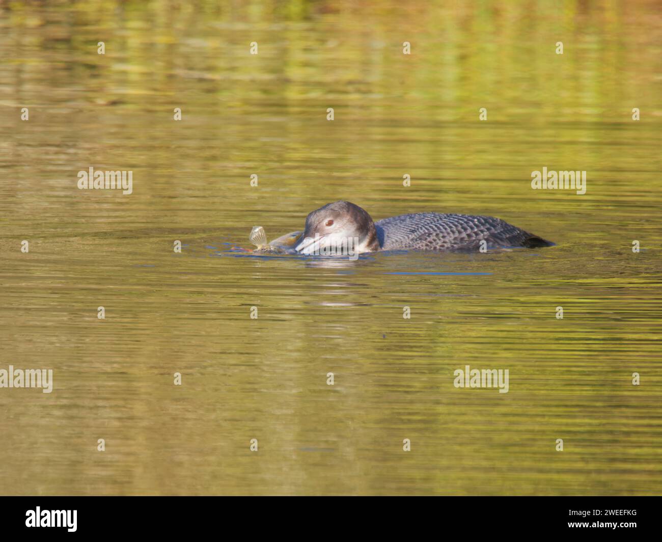 Great Northern Diver - con pescato Perch Gavia immer Essex, UK BI039247 Foto Stock