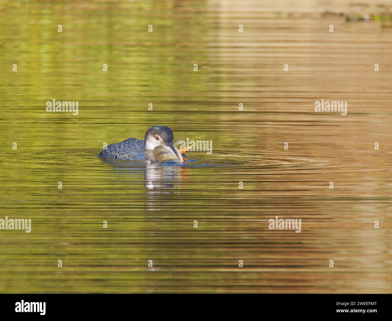 Great Northern Diver - con pescato Perch Gavia immer Essex, UK BI039250 Foto Stock