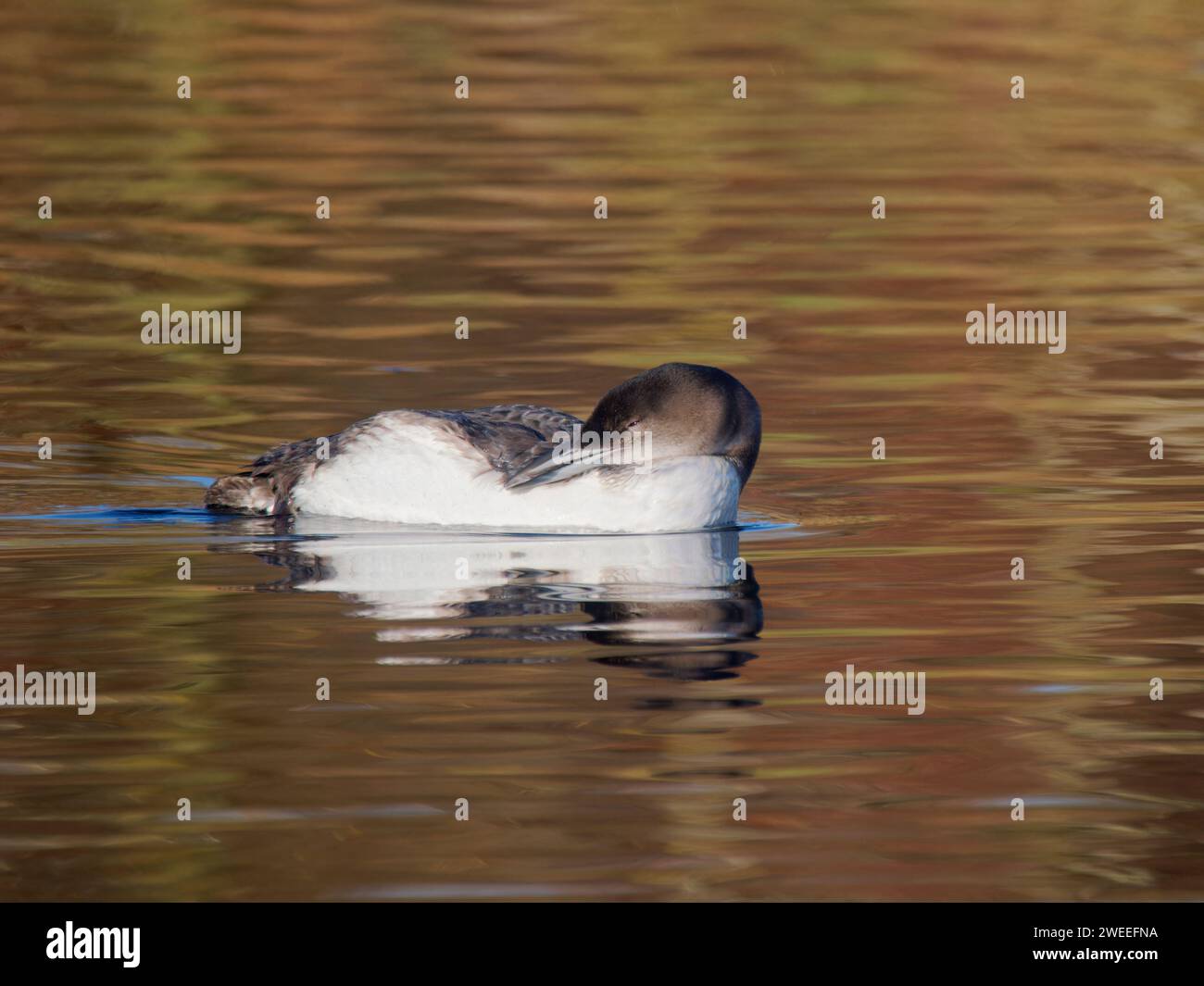 Great Northern Diver - prevenimento invernale di plumage Gavia immer Essex, UK BI039253 Foto Stock