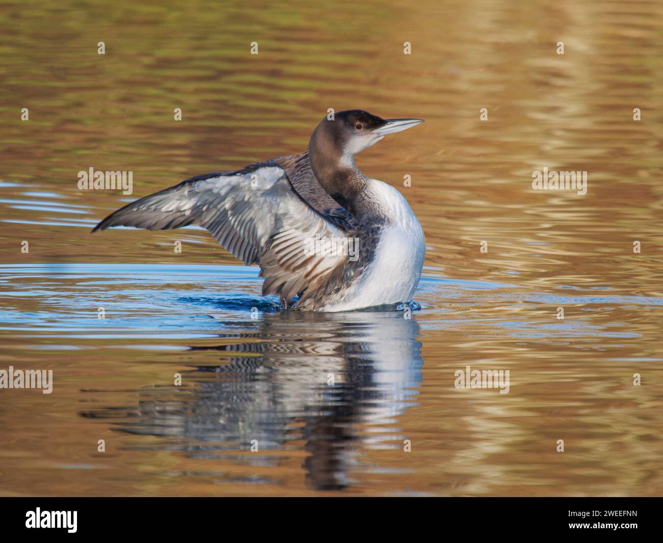 Great Northern Diver - ali piovono invernali Gavia immer Essex, UK BI039258 Foto Stock