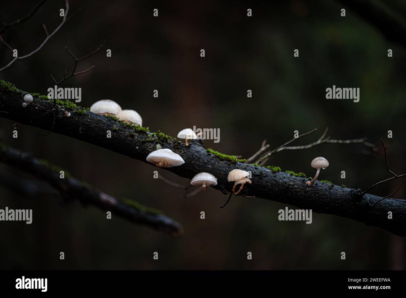 Marasmiellus ramealis, noto come Twig Parachute, fungo selvatico che cresce su ramoscelli in Danimarca Foto Stock