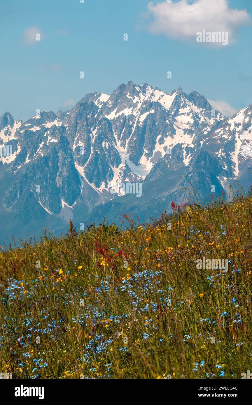Paesaggio verticale con fiori di montagna e vette alpine nel col de la Madeleine, Francia Foto Stock