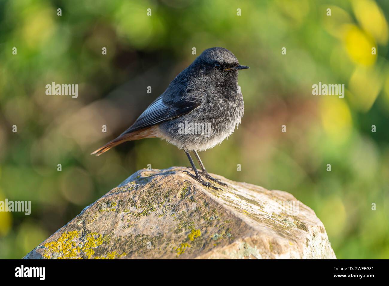 Phoenicurus ochruros Foto Stock