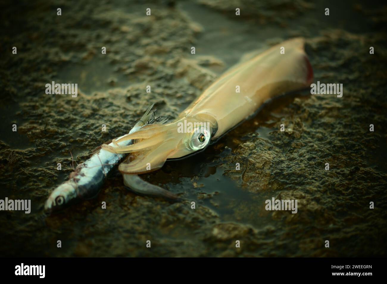 Calamari europei o calamari comuni (Loligo vulgaris) catturati mediante pesca con spinning con acciughe congelate (Engraulis encrasicolus), Grecia, regione del Nord Egeo Foto Stock