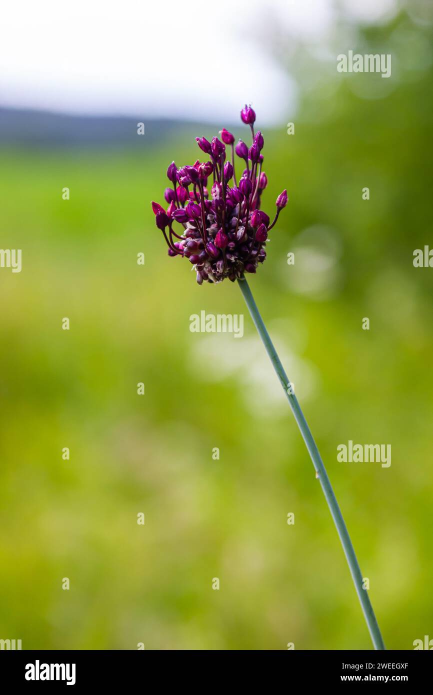 Fiore di porro di sabbia o rocambole Allium scorodoprasum, una specie di cipolla selvatica in Europa. Foto Stock