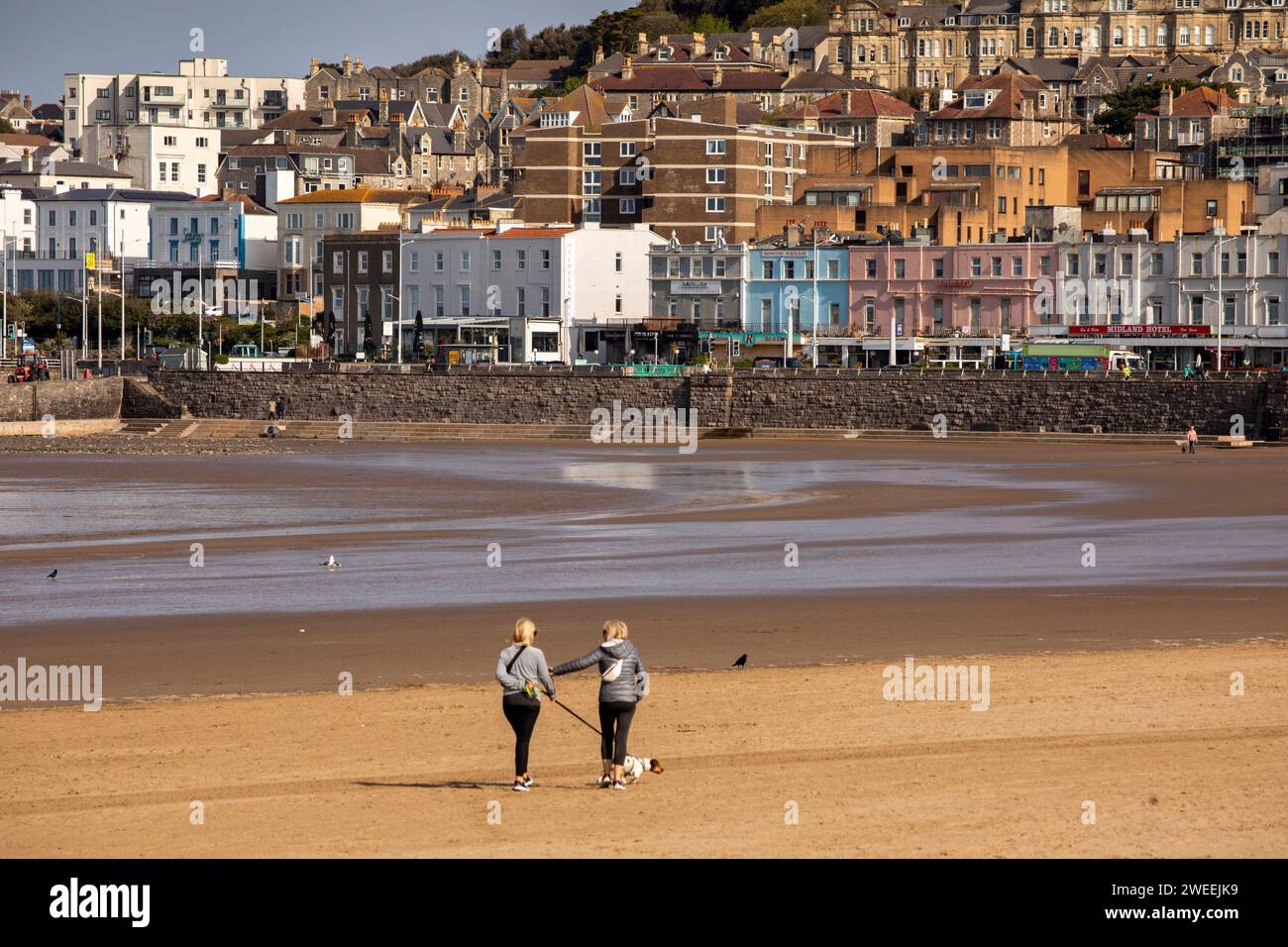 Regno Unito, Inghilterra, Somerset, Weston-super-Mare, cani da passeggio in spiaggia durante la bassa marea Foto Stock
