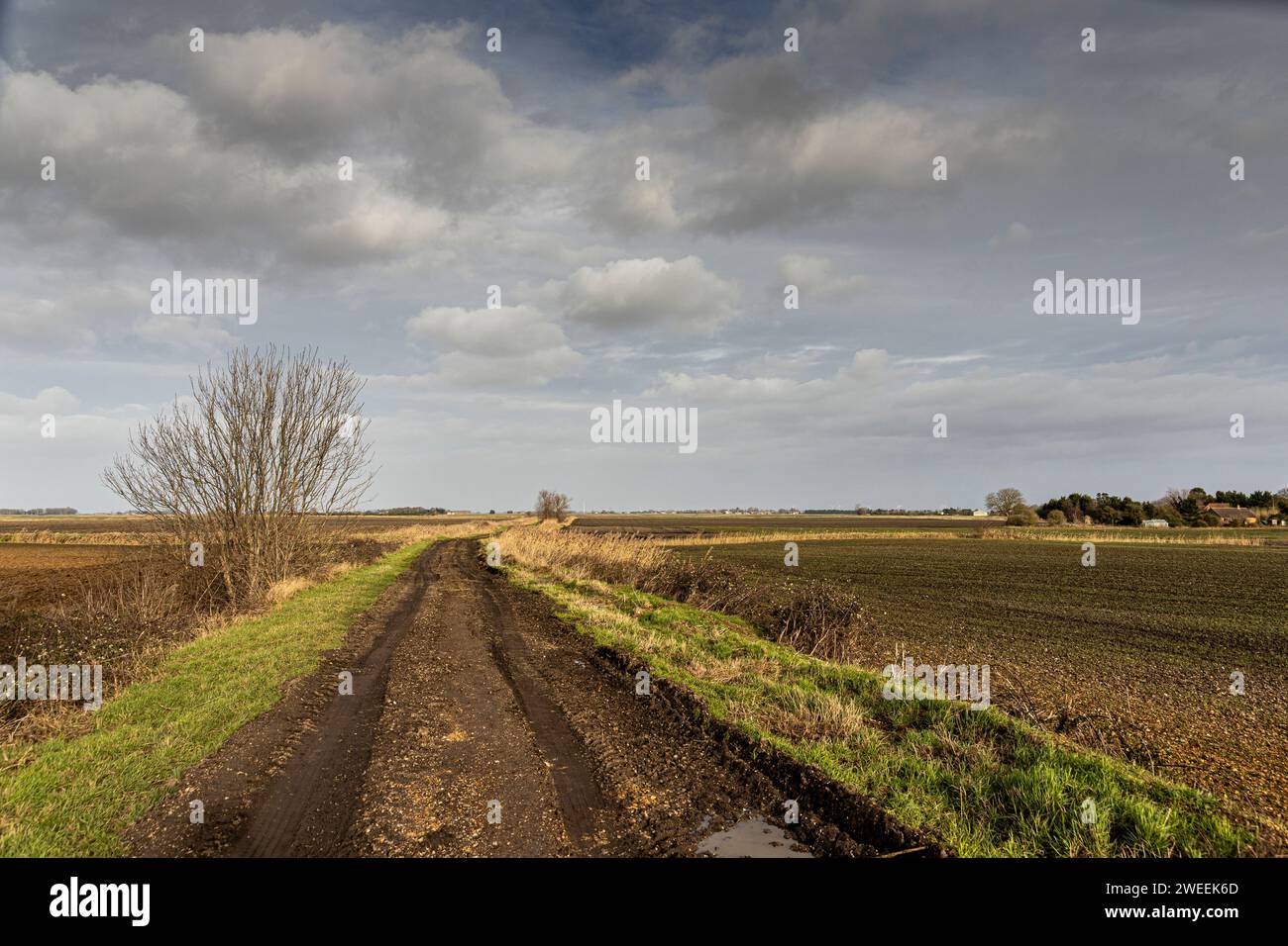 Paesaggi Fenland nel Cambridgeshire Foto Stock