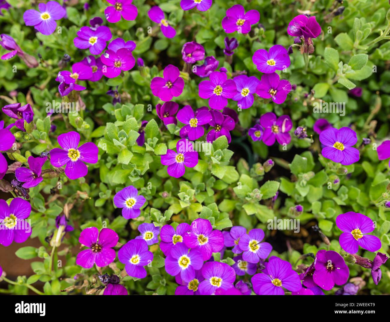 fiori di aubretia viola reale in primavera con foglie verdi. Garden Rock Foto Stock
