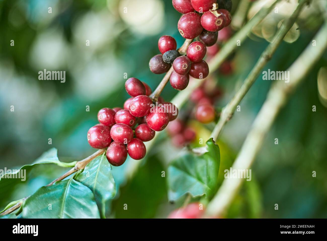 Bacche di caffè arabica, chiang rai, thailandia Foto Stock
