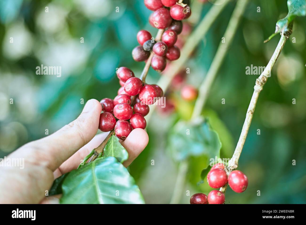Bacche di caffè arabica, chiang rai, thailandia Foto Stock