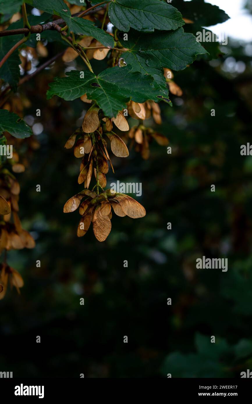 mazzi di semi d'acero su un ramo d'albero su uno sfondo sfocato Foto Stock