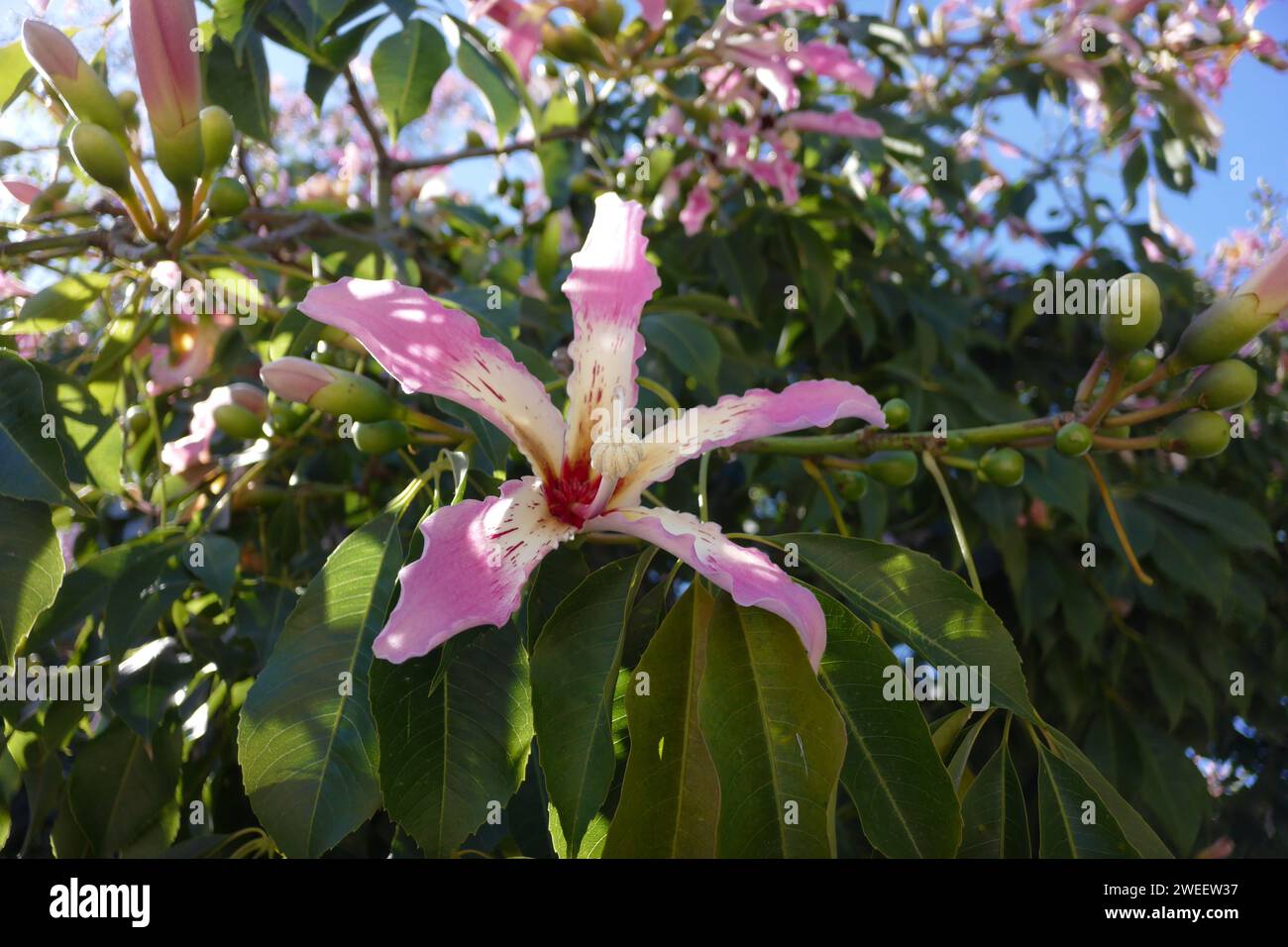 Ceiba speciosa, l'albero di seta del filo interdentale, è una specie di albero deciduo che è originario delle foreste tropicali e subtropicali del Sud America. Foto Stock