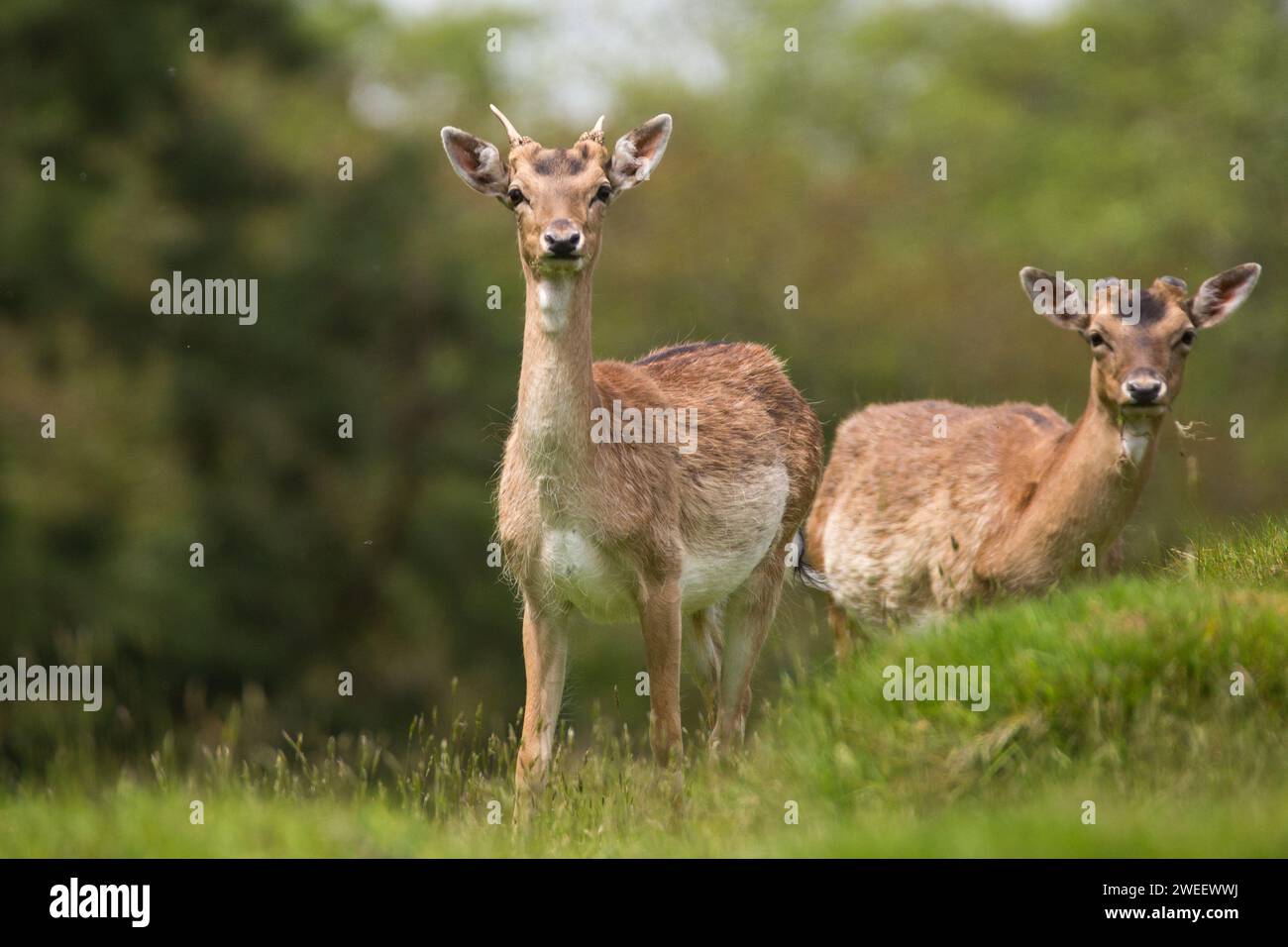 Cervi incolti in attesa di un parco nazionale in Galles. Foto Stock