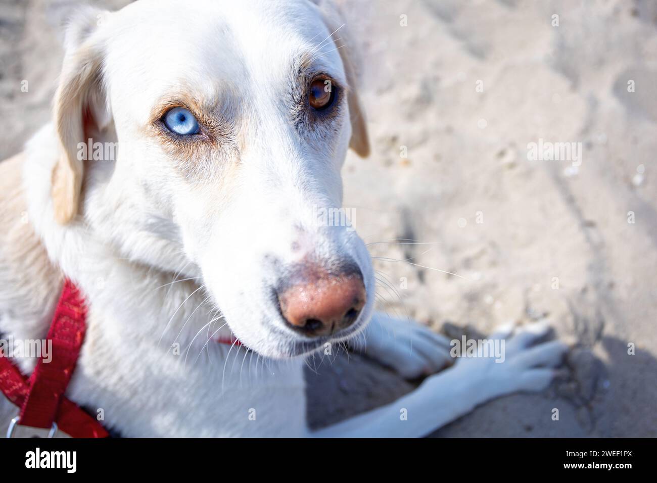 cane con due occhi di colore diverso Foto Stock