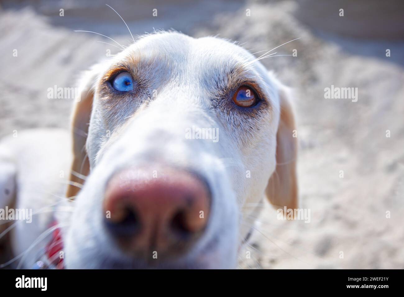 cane con due occhi di colore diverso Foto Stock
