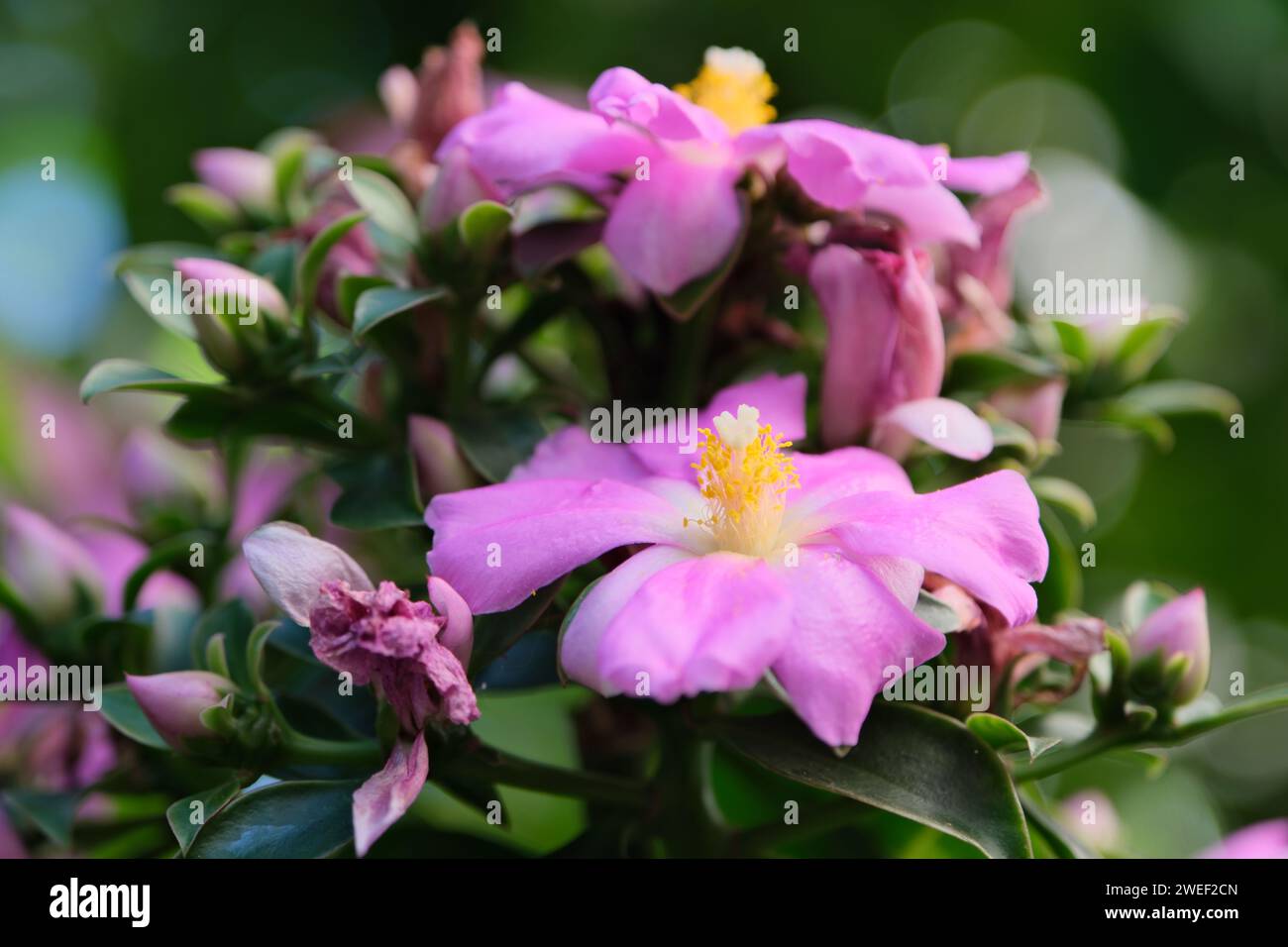 Pereskia a foglie grandi (rosa di cera), arbusti o piccolo albero spinoso con fiori di colore rosa. Buenos Aires, Argentina Foto Stock