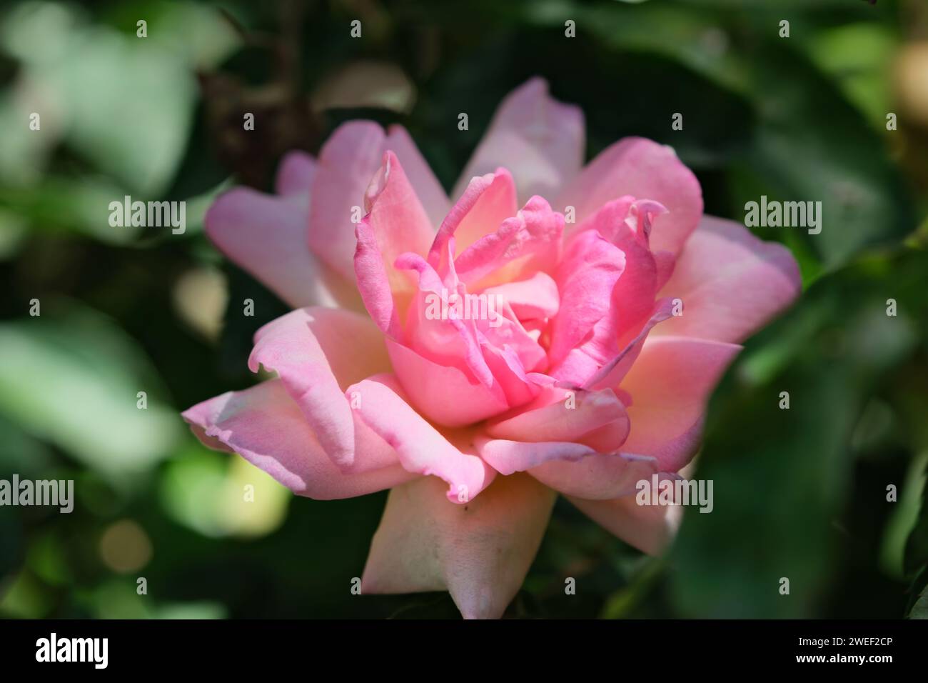 Fiore di colore rosa, simile a una rosa, foto ravvicinata diurna, senza persone, Buenos Aires, Argentina Foto Stock