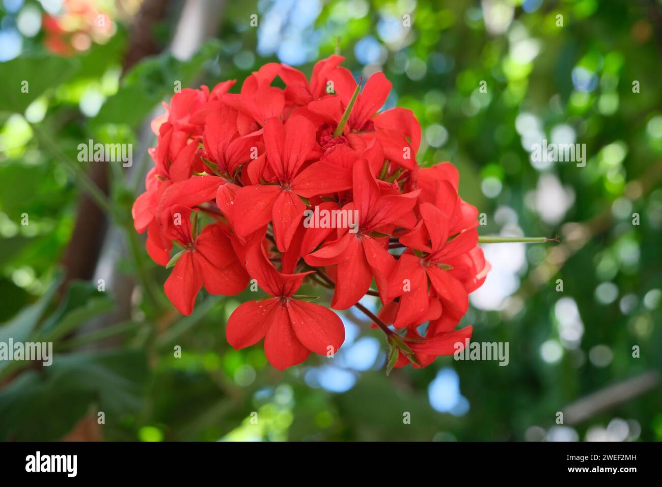 Fiore di geranio rosso che cresce per strada, primo piano, senza gente, Buenos Aires, Argentina Foto Stock