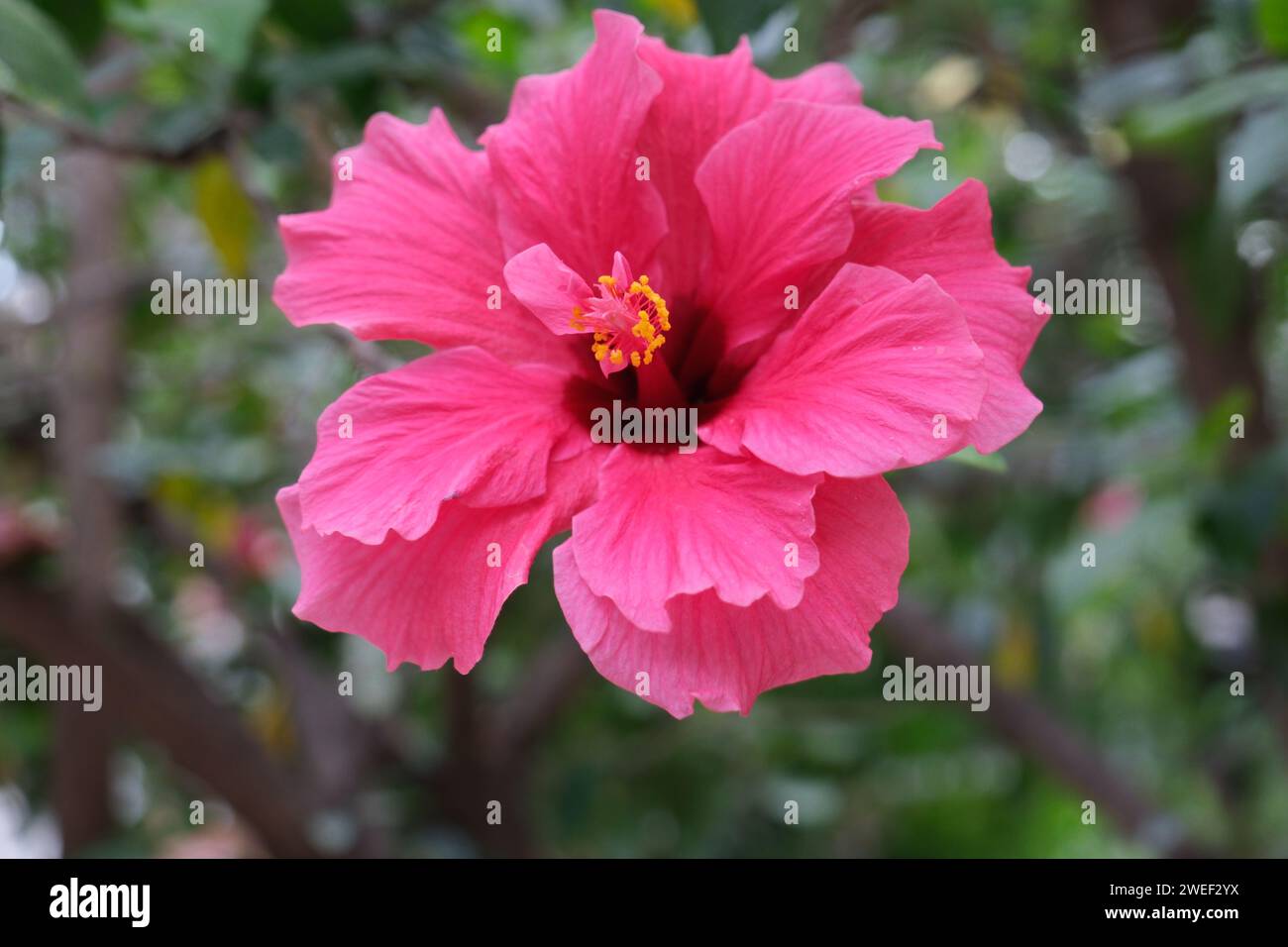 Primo piano di ibisco di colore rosso, giornata di sole, senza persone, primavera, Buenos Aires, Argentina. Foto Stock