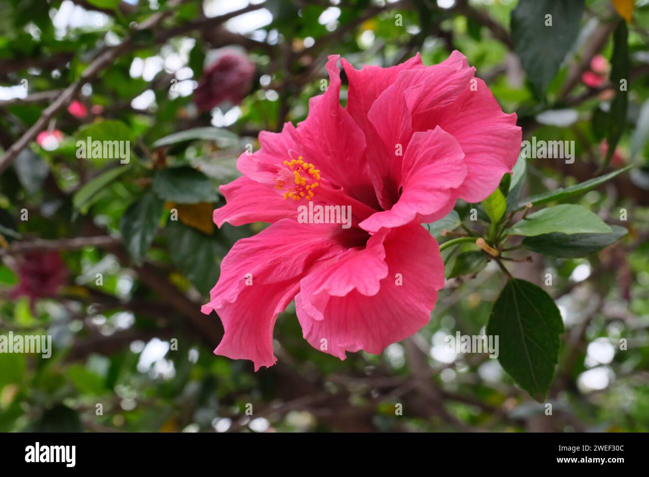 Primo piano di ibisco di colore rosso, giornata di sole, senza persone, primavera, Buenos Aires, Argentina. Foto Stock