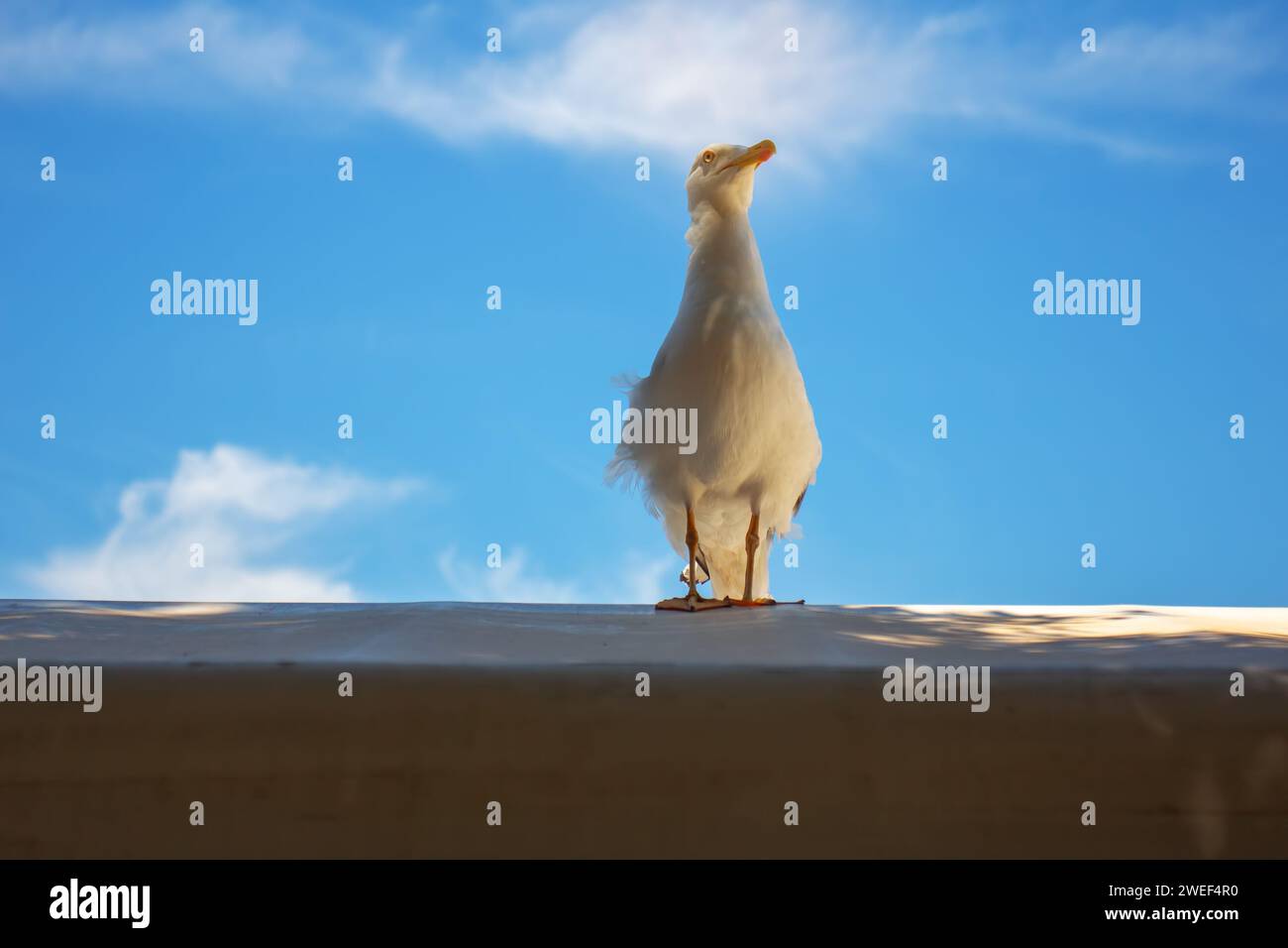 gabbiano in piedi sopra una tenda coperta con il cielo blu dietro Foto Stock