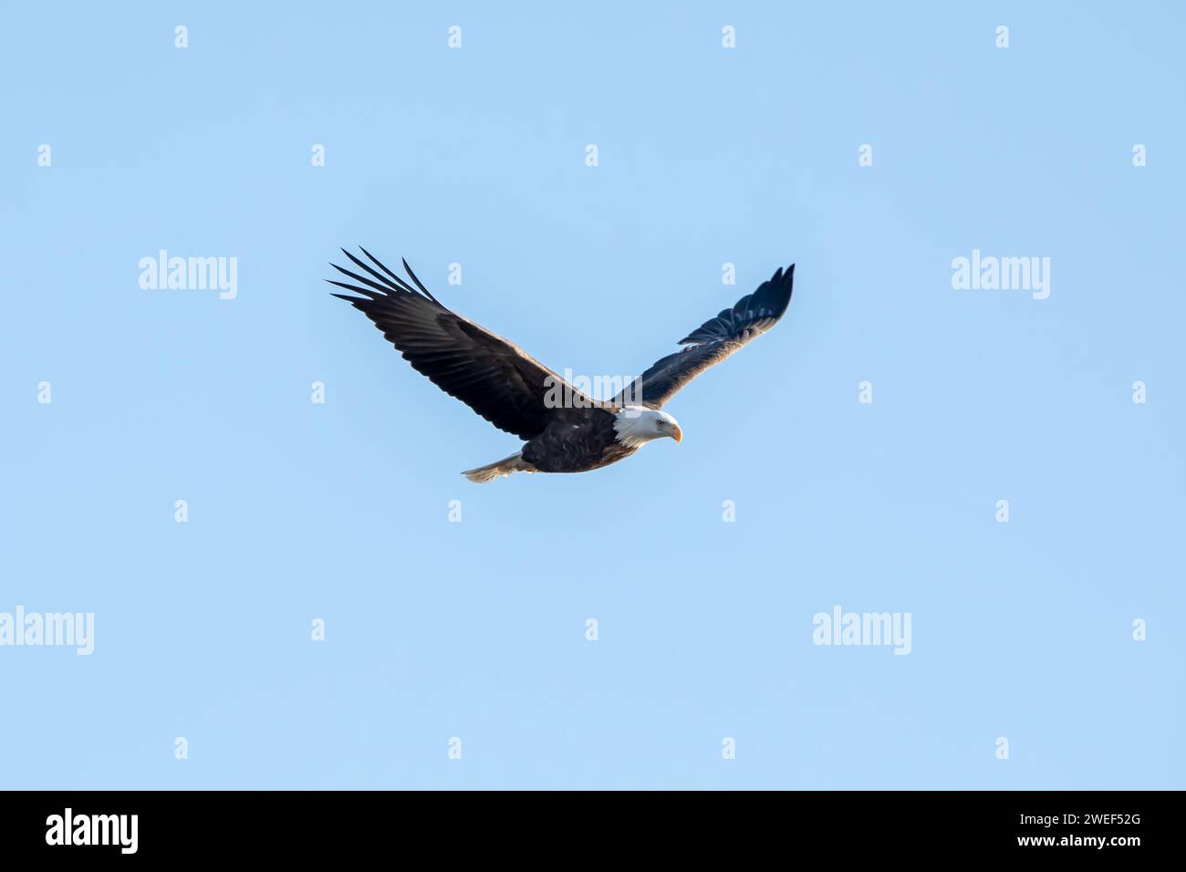 Aquila calva che vola nel cielo blu con ali a forma di V in un giorno di gennaio in Iowa. Foto Stock