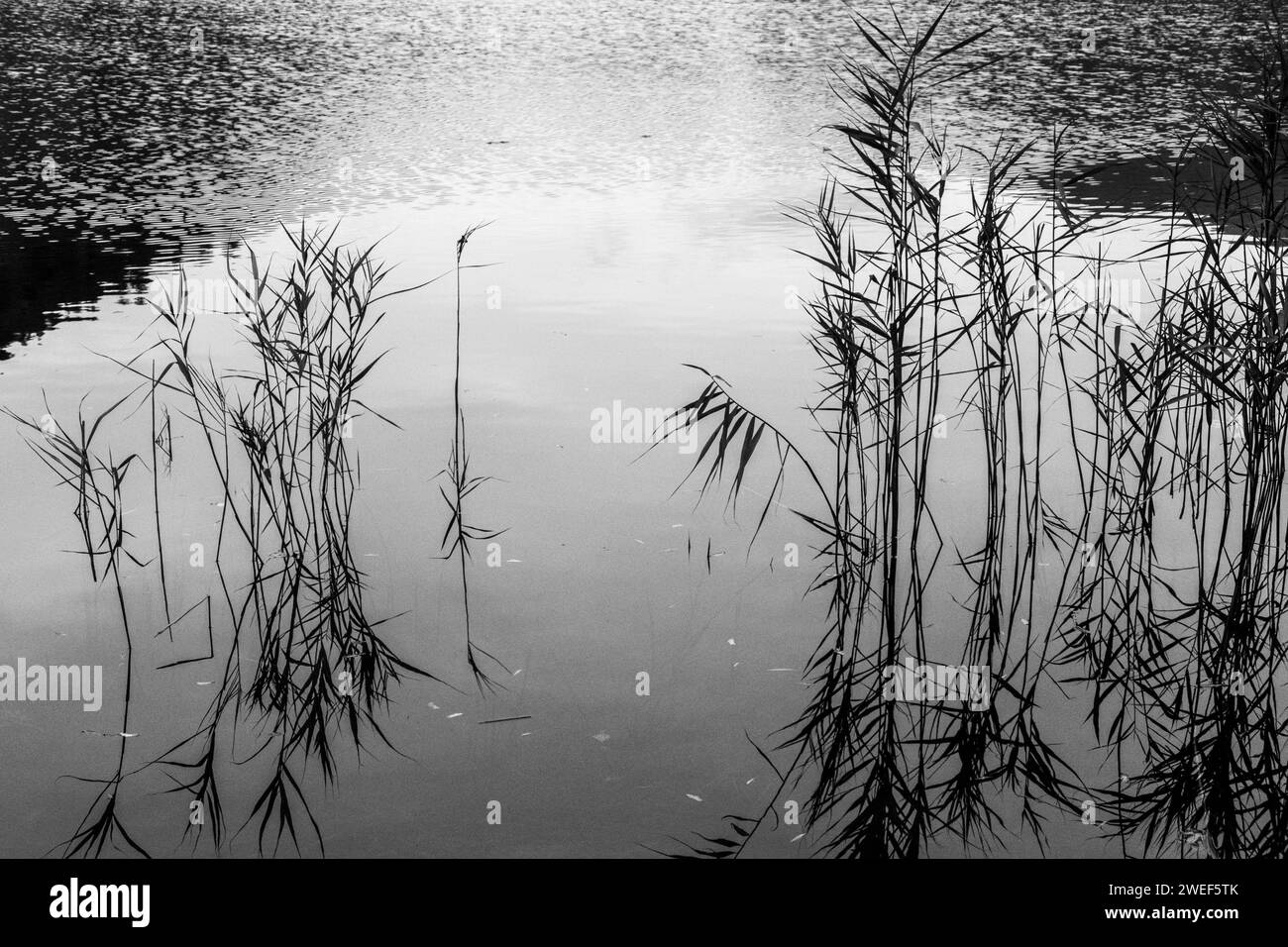 Un colpo in bianco e nero di un lago sereno Foto Stock