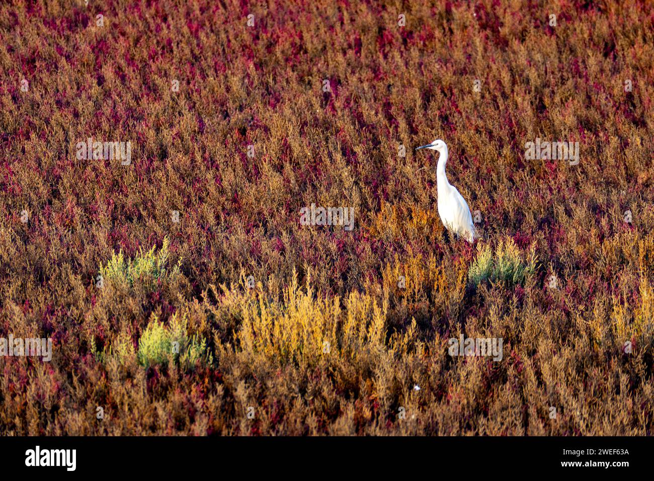 Un airone grigio (Ardea cinerea) in un campo lussureggiante circondato da una vegetazione vibrante Foto Stock