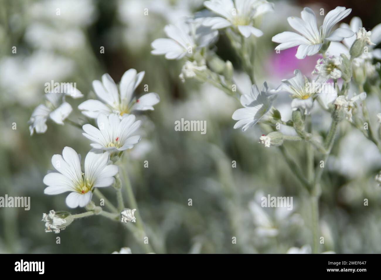 Fiore bianco Foto Stock